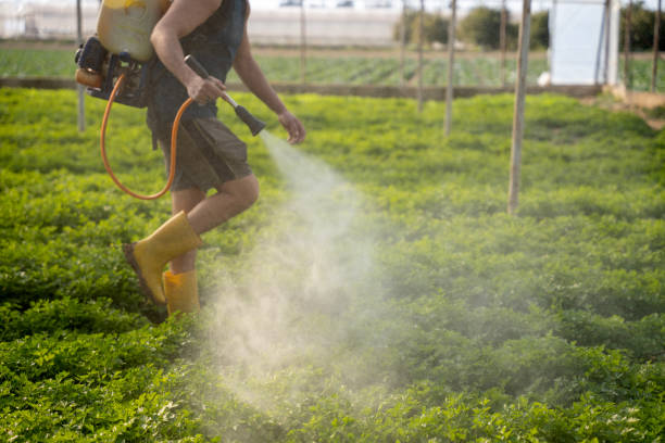 Best Pest Removal Services  in Tunica Resorts, MS