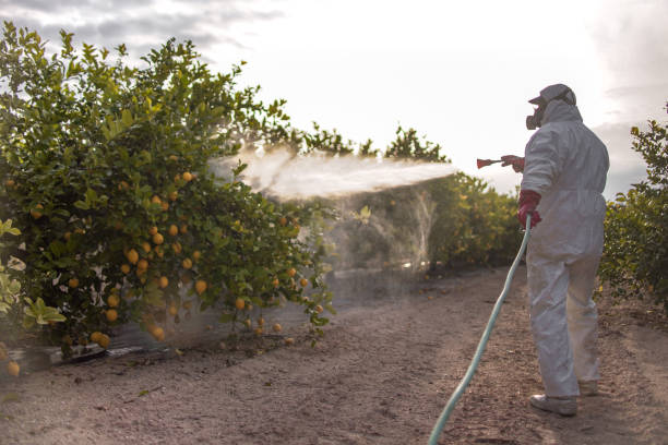 Best Pest Control Near Me in Tunica Resorts, MS